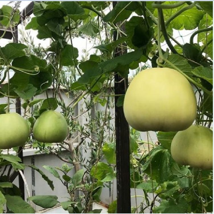 Hạt giống Dưa lê siêu ngọt(gói 20 hạt)
