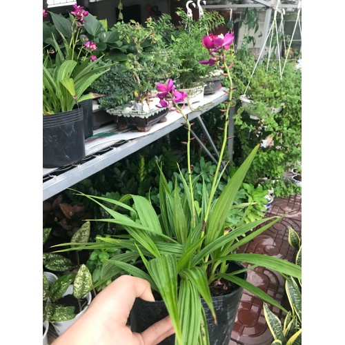 Cây Địa Lan Hoa Tím - Cây cảnh trang trí