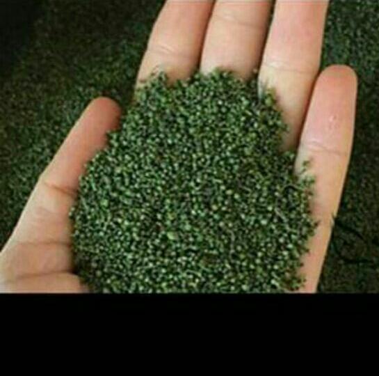 1kg nụ tấm tam thất bao tử