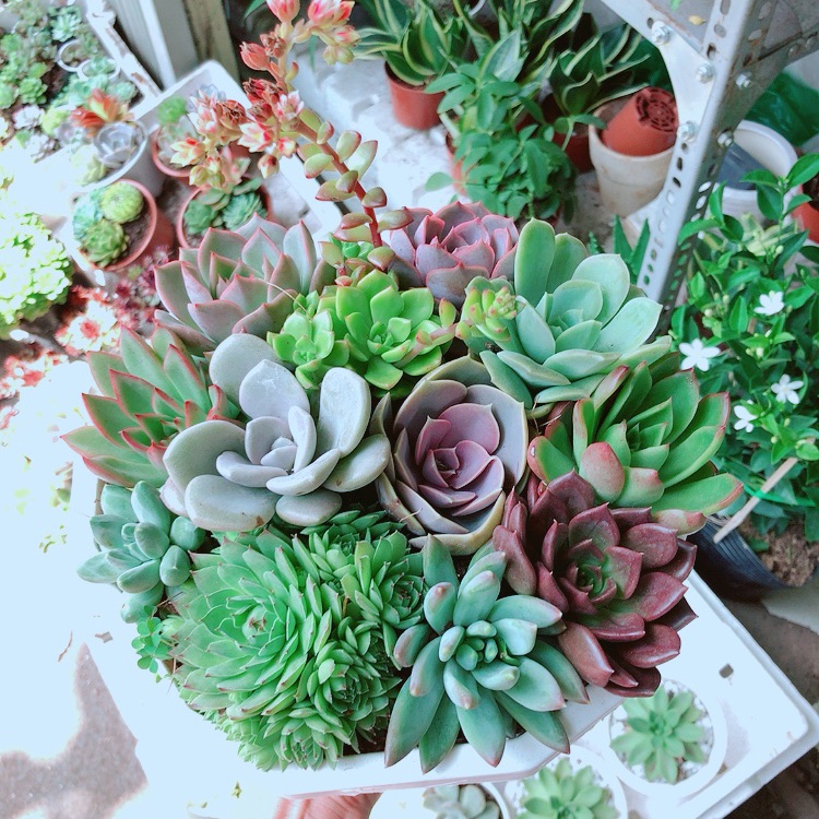 Chậu sen đá mix 12 cây lớn