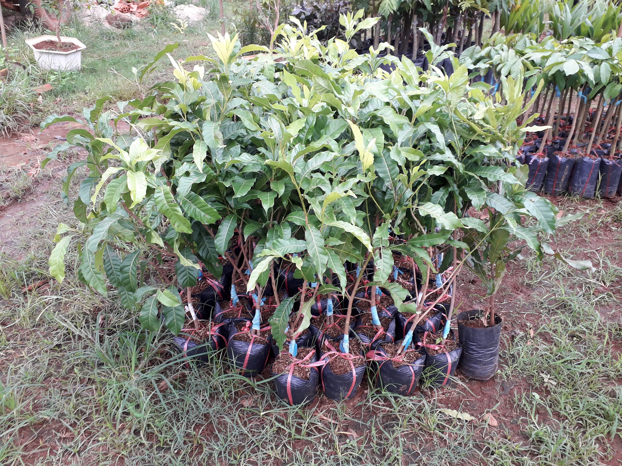 CÂY GIỐNG VÚ SỮA HOÀNG KIM [ CÂY GHÉP cao gần 1m như hình thực tế ạ].