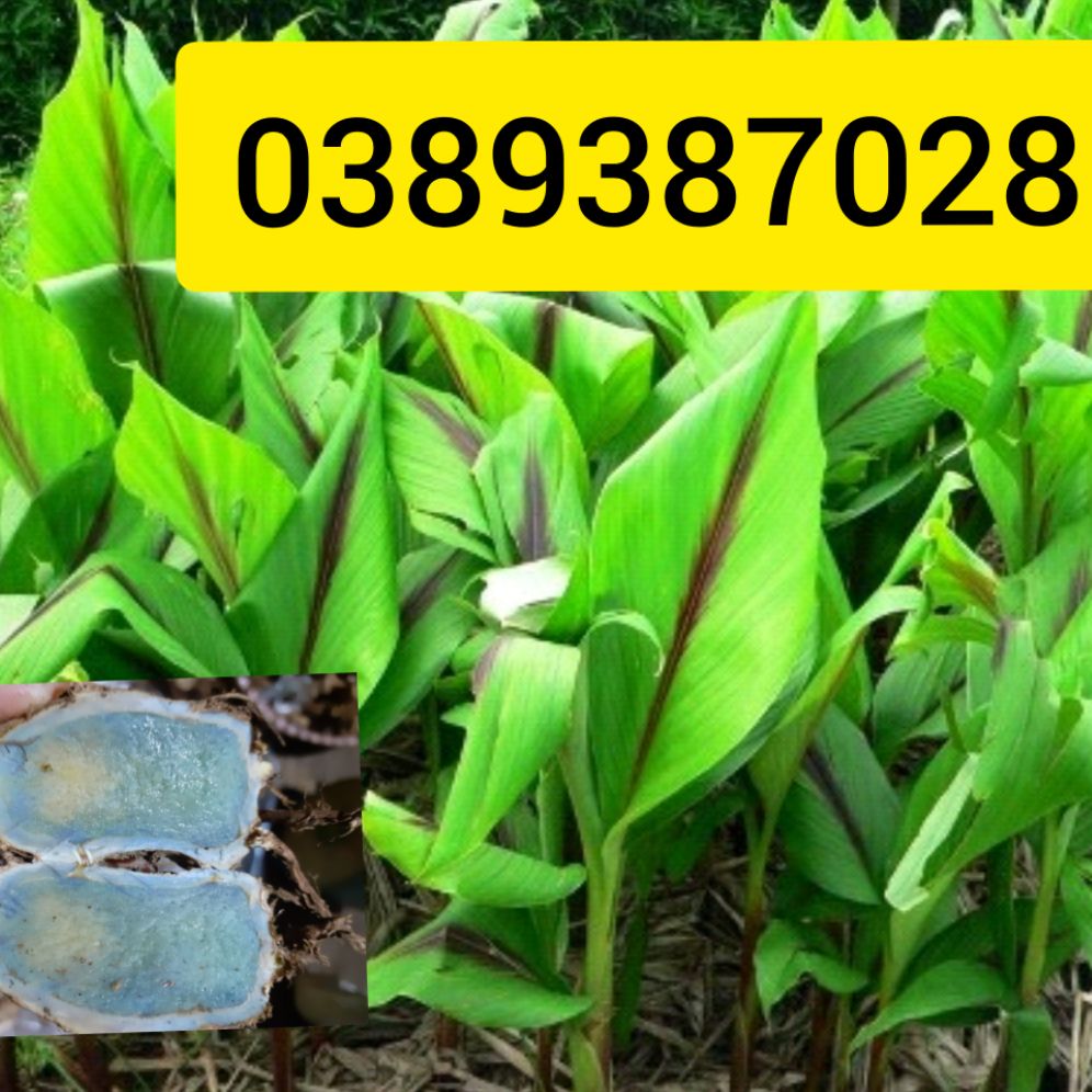 cây nghệ xanh đen giống