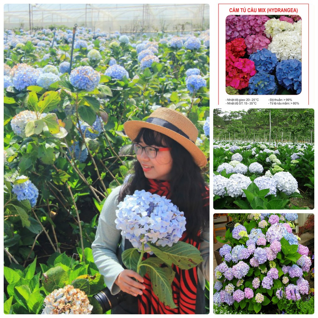 Hạt giống hoa cẩm tú cầu LUCKY SEEDS -10 hạt