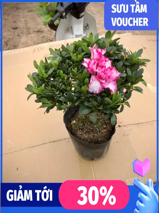 Cây hoa đỗ quyên 2 màu  song hỉ qua tết hết hoa hoa