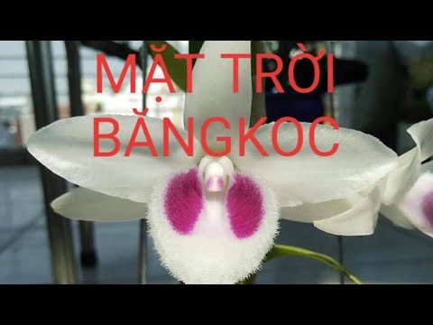 Phi điệp đột biến 5CT MẶT TRỜI MỌC BĂNG CỐC, phi điệp var, mầm ki cấy mô hoa đẹp hiếm