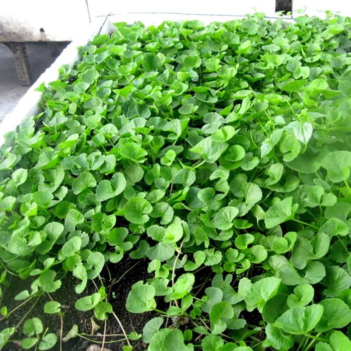 hạt giống rau má