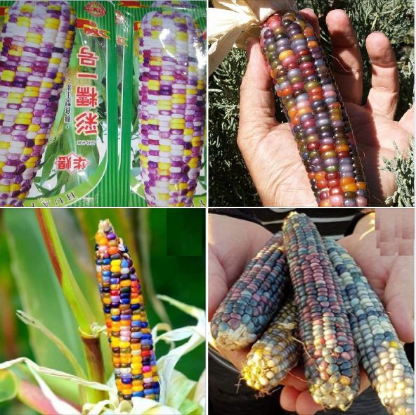 Hạt giống ngô ngũ sắc ( ngô kim cương ) -  gói 30 hạt