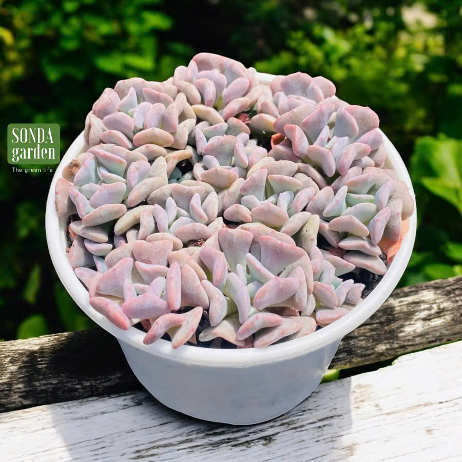Sen đá cúc tím SONDA GAĐEN size trung bình 10-12cm, cây cảnh trang trí nhà cửa, lỗi 1 đổi 1