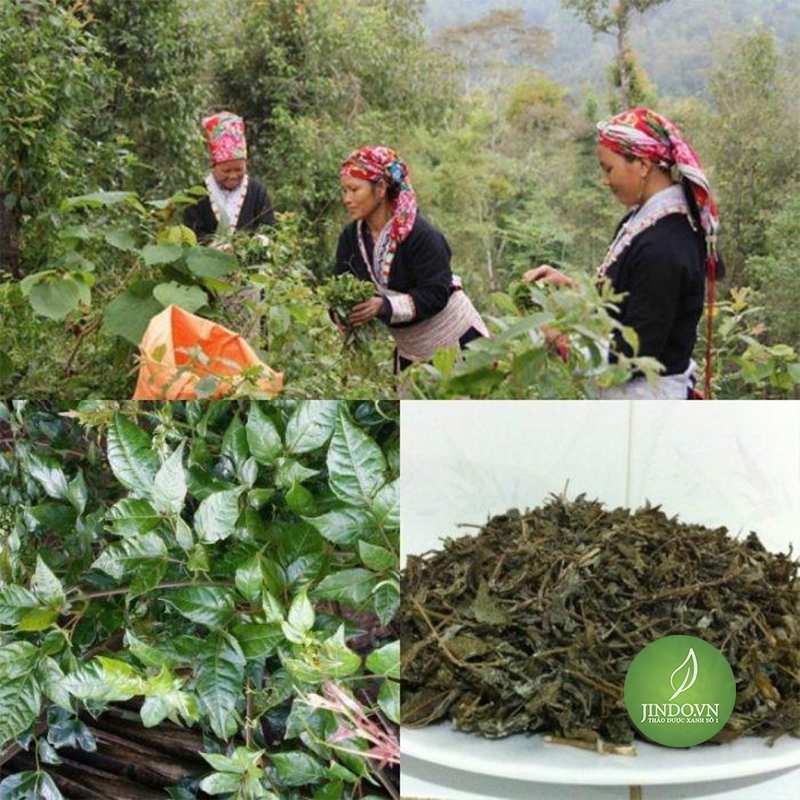 Chè dây cao bằng (gói 1kg) - LV001