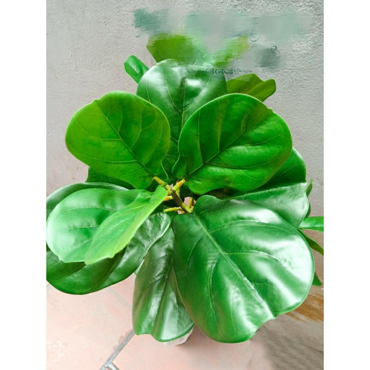 Cây giả - Cây Bàng Singapore cao 1m2