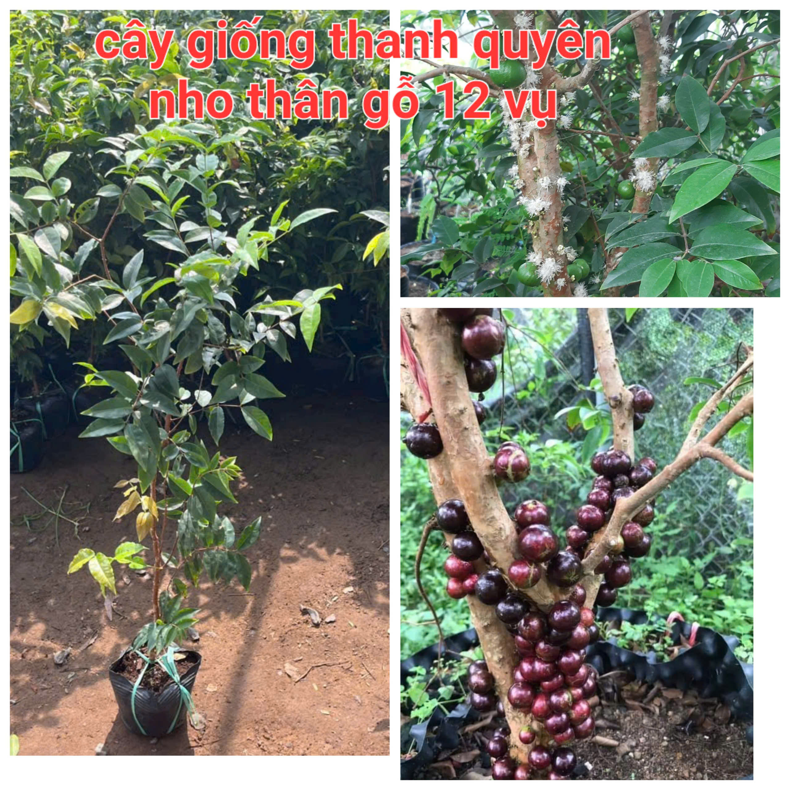Wooden Grain Grape Seedlings 12 Crops/ Quarterly, Depending on the Lot, for Male Children in the South