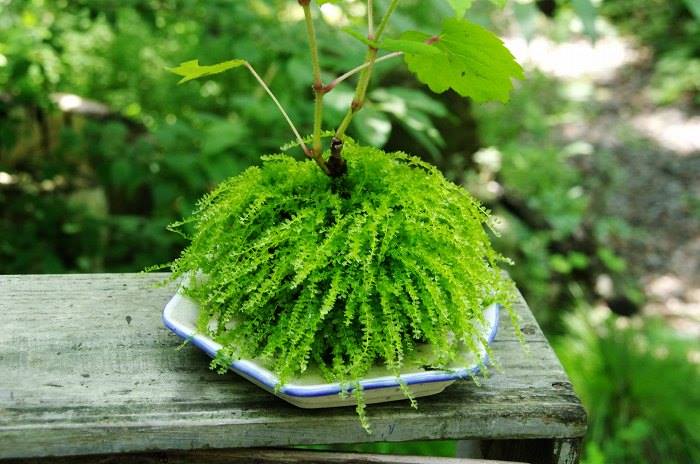 Rêu xạ hương terrarium, bán cạn