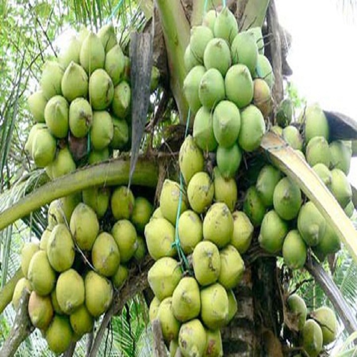 CÂY GIỐNG DỪA LÙN SIÊU QUẢ