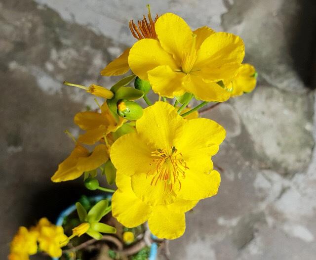 Cây quảng hương mộc mai (đọt xanh)