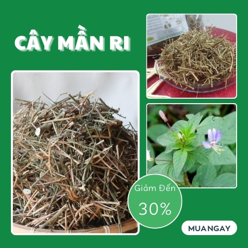 Cây mần ri khô 1kg (thơm sạch) - Hàng sạch chuyên dùng để pha trà và sắc lấy nước uống