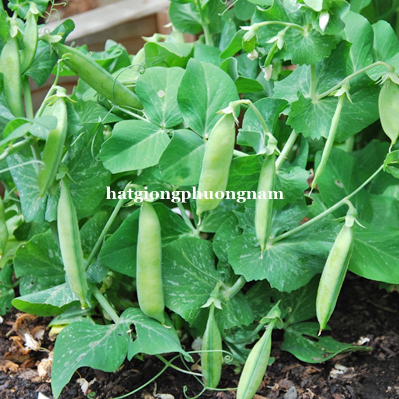 Hạt giống Đậu Hà Lan bụi lùn 5gr