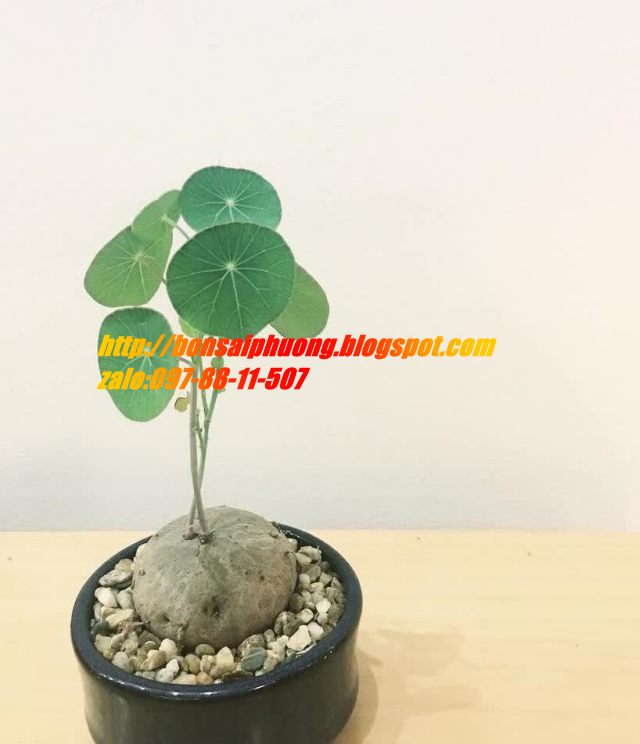 củ bình vôi