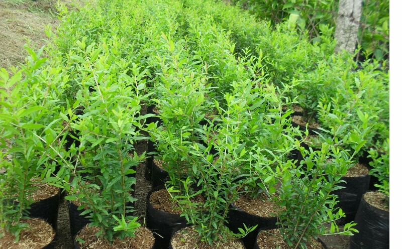 cây lựu đỏ lùn tứ mùa