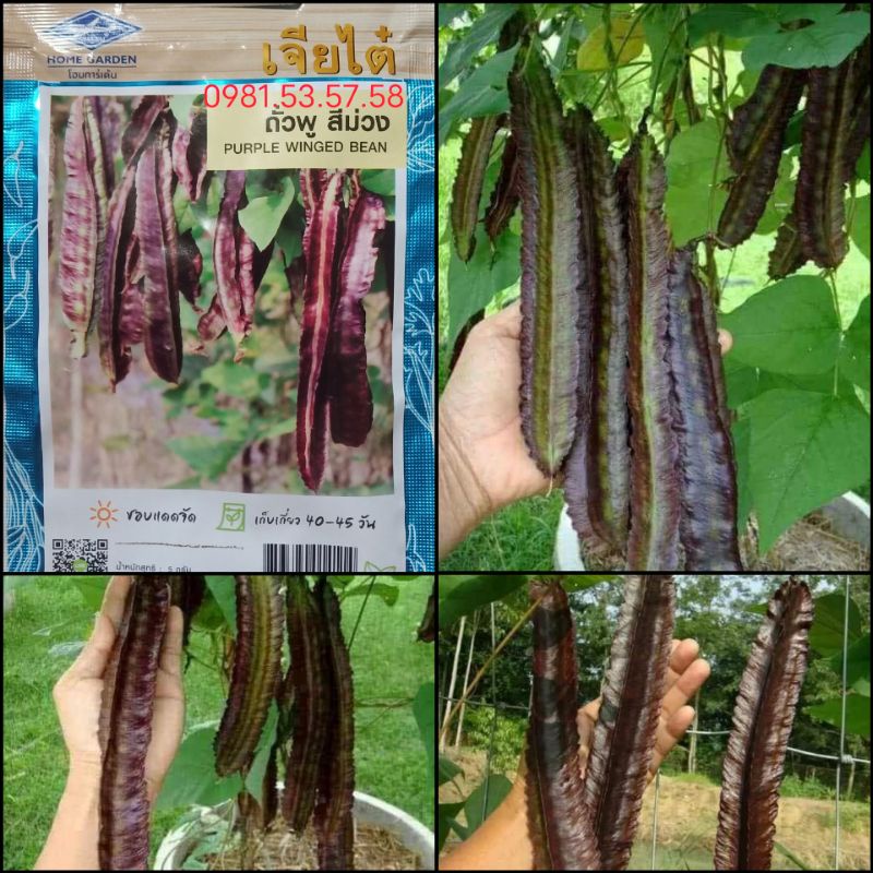 Hạt giống đậu rồng tím thái lan-gói 5gram (tặng kèm phân bón)