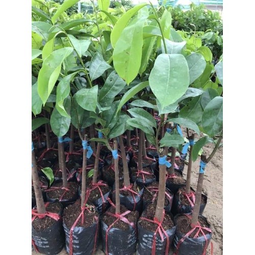 (Cây ăn quả)Sầu riêng musang kinh giống+ (700g) phân thỏ hữu cơ
