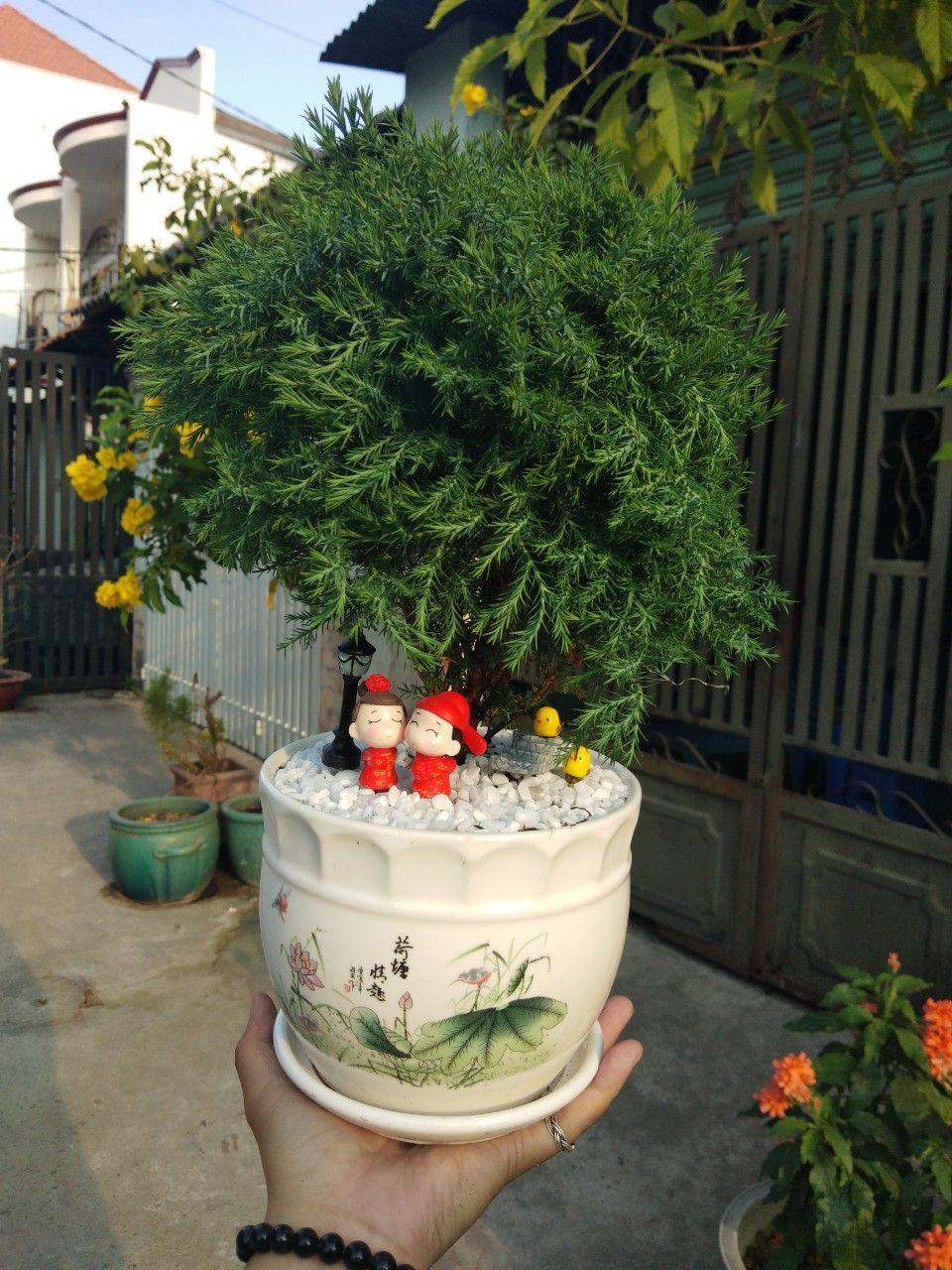 tùng bồng lai mix CHẬU