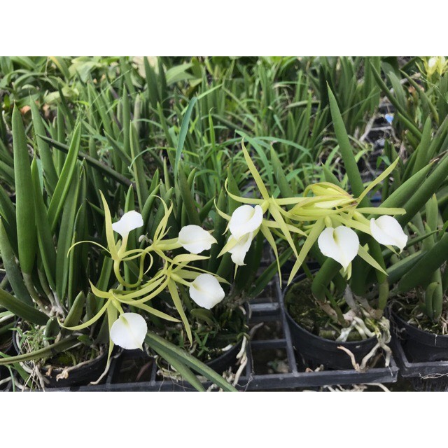 Hoa lan Brass nữ hoàng bóng đêm