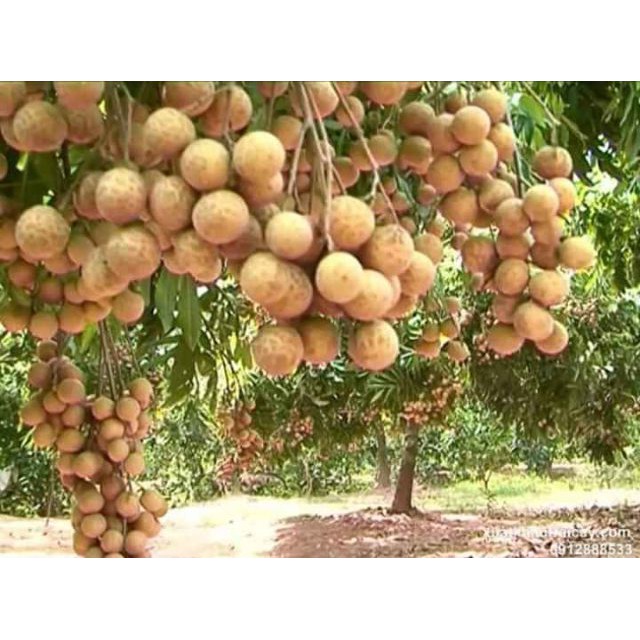 CÂY GIỐNG NHÃN HẠT LÉP THÁI LAN