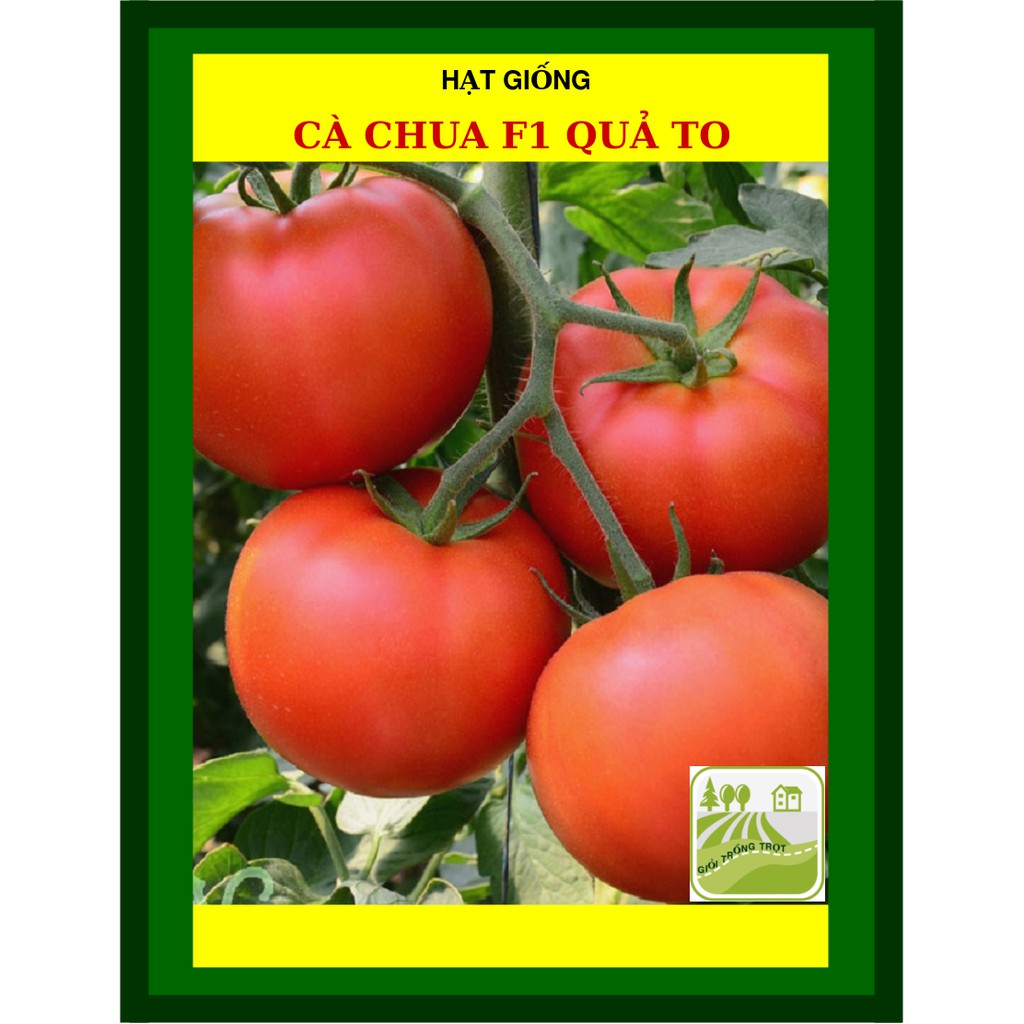 Hạt Giống Cà Chua 1Gram