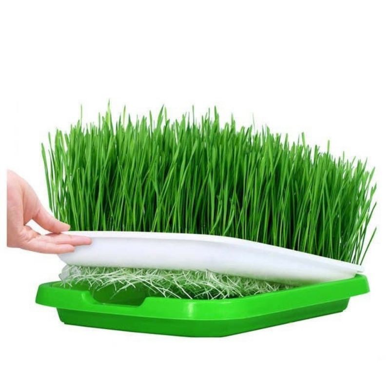 Bộ 5 Khay trồng Rau Mầm thủy canh