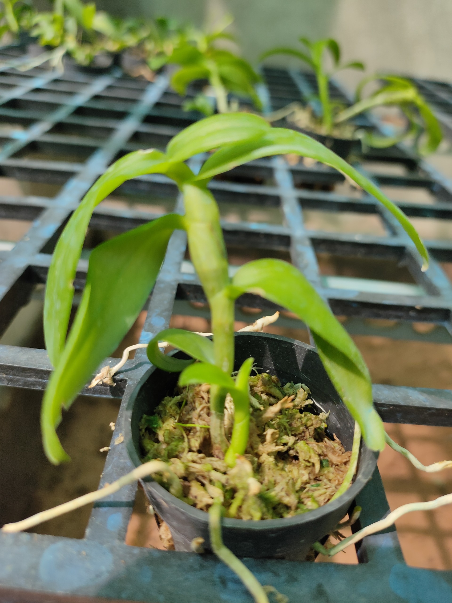 Phi điệp 5ct ho hàng giống
