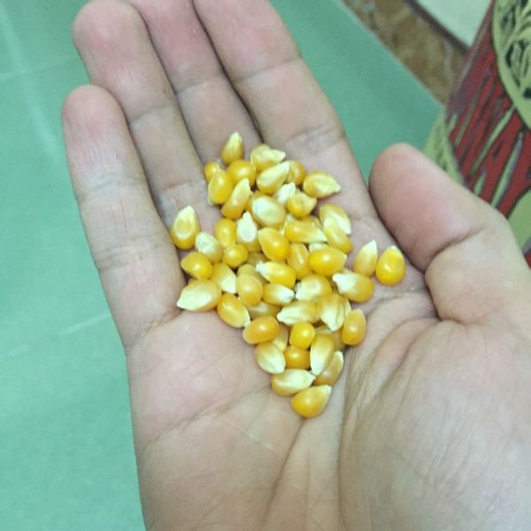 Túi 500gr hạt bắp rang bơ làm bổng