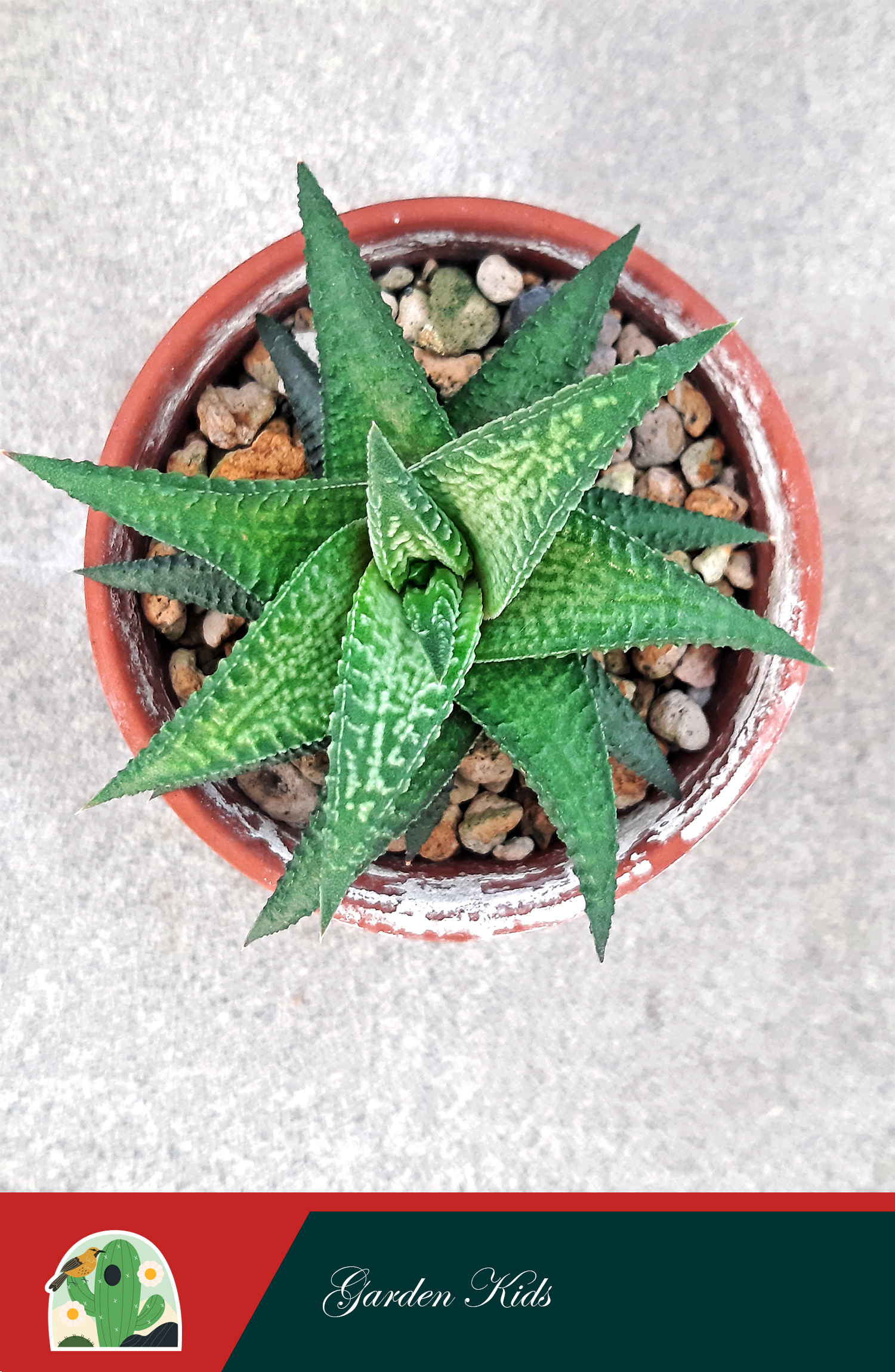 Cây móng rồng (Haworthia Limifolia)