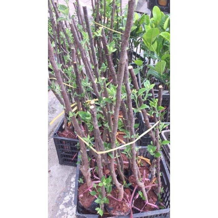 Cây giống táo đỏ lùn F1 DSFDSF
