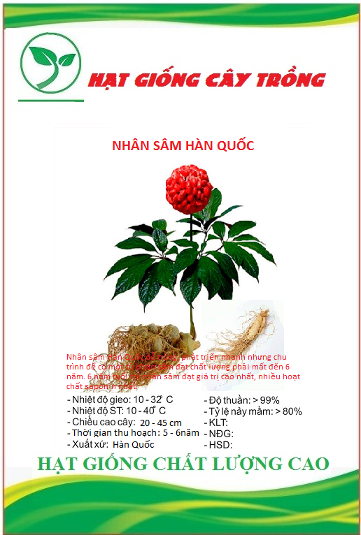 Hạt giống nhân sâm hàn quốc ct306 - gói 5 hạt