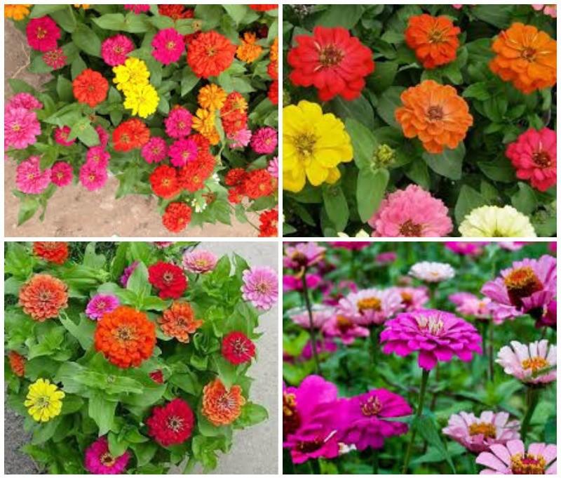 Hạt giống cúc lá nhám mix màu ( cúc nhi nha mix màu )  gói 50 hạt