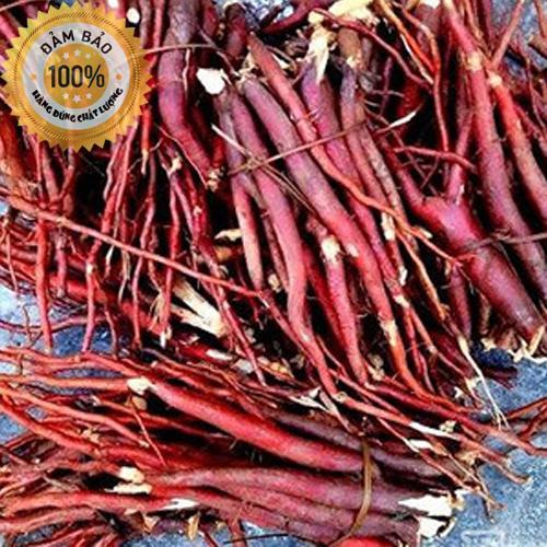 Sâm cau đỏ tươi - 100% rừng tây bắc