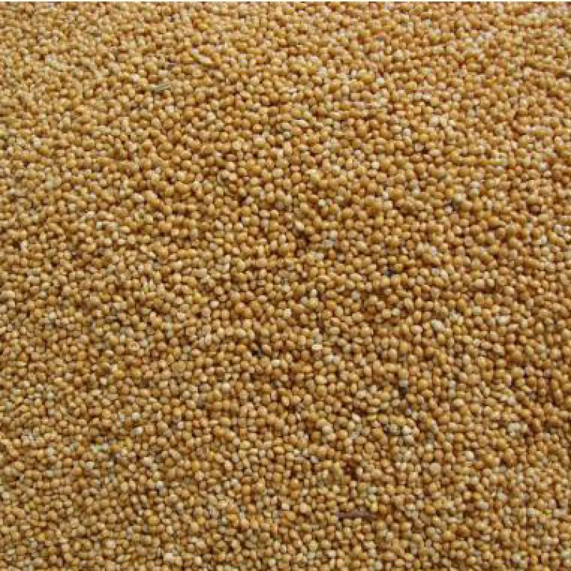 500gr Hạt kê vàng nguyên vỏ