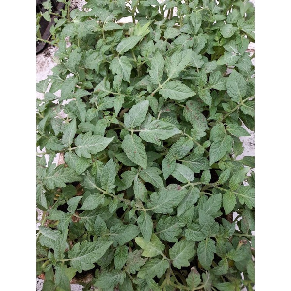 Cây giống cà chua (được kiểm tra hàng )