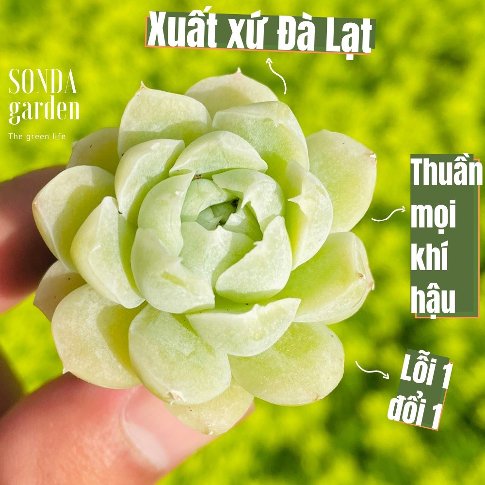 Sen đá tuyết trắng size mini siêu khỏe đẹp lỗi 1 đổi 1