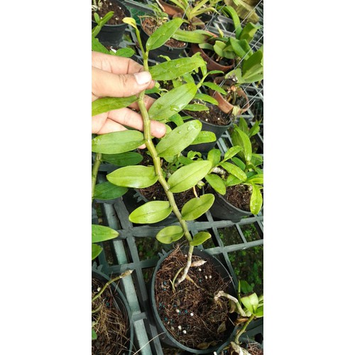 Hoa lan phi điệp mắt đỏ hoà bình