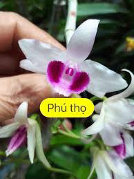 Lan phi điệp 5 cánh trắng thuần gỗ năm 3
