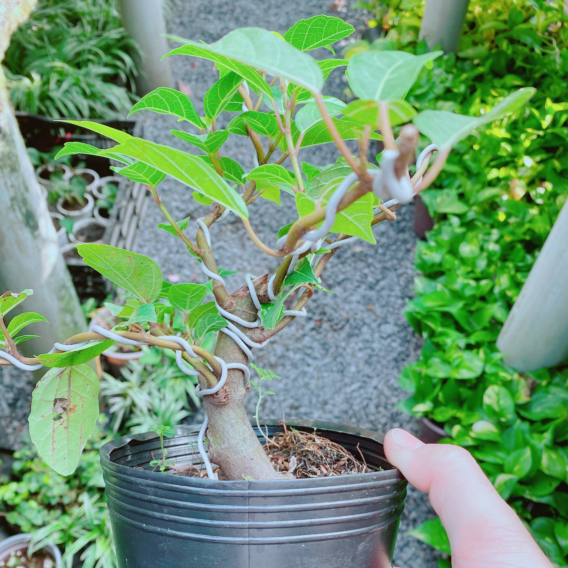 Cây Sung Bonsai