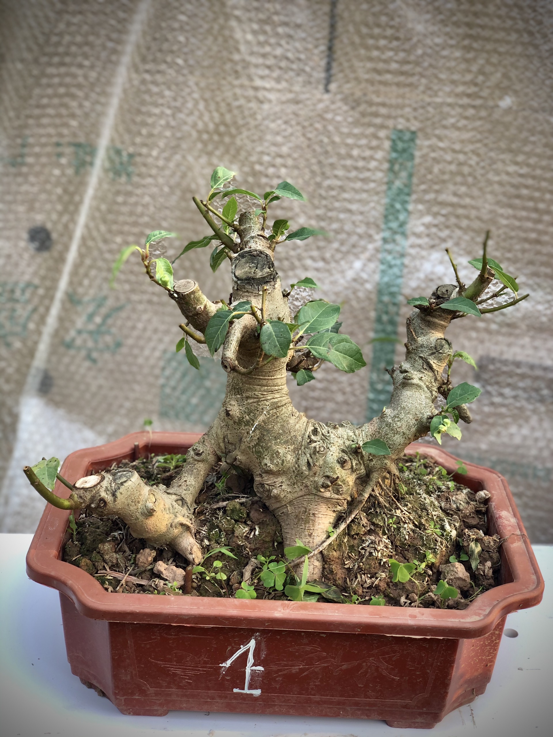 Cây sung bonsai (1-8) ảnh thật đã đánh số tùy chọn