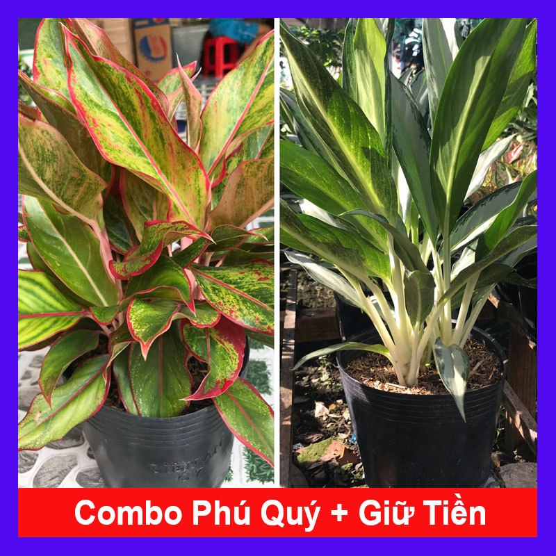 Combo phong thủy tiết kiệm ( phú quý + giữ tiền) trang trí Cây thịnh vượng