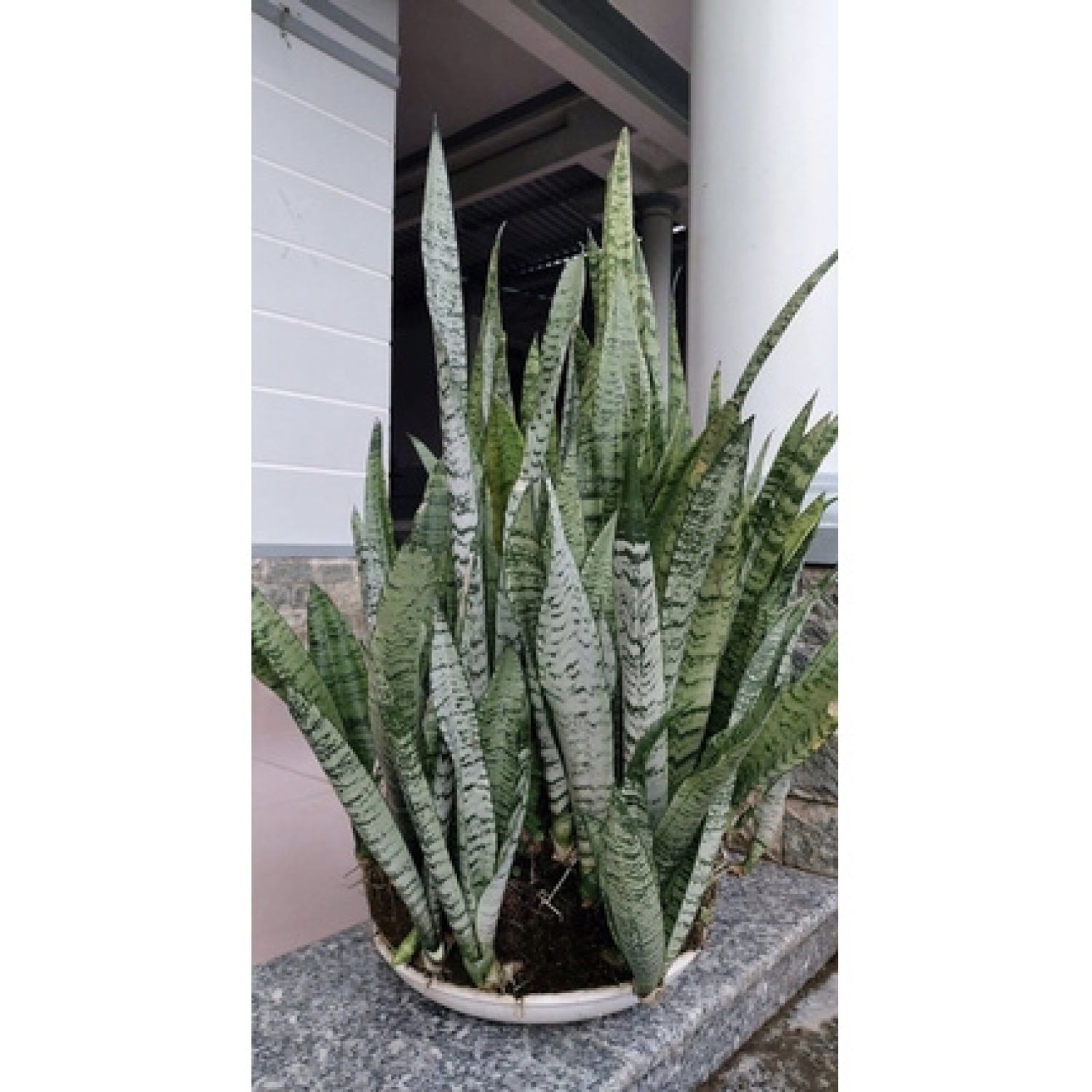1 cây Lưỡi hổ xanh