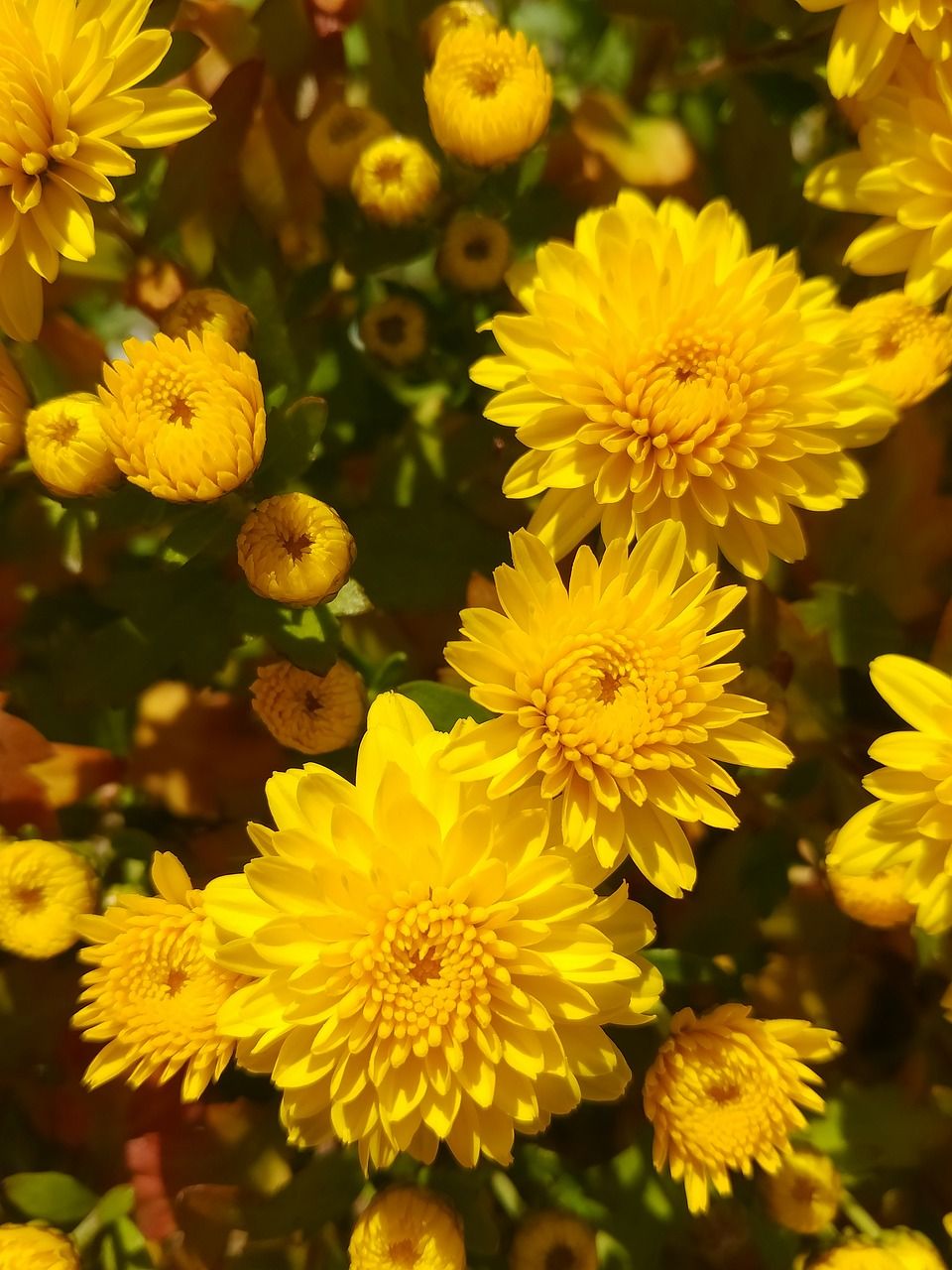 Nếu bạn yêu thích hoa cúc vàng nhỏ xinh, hãy thử tìm kiếm các hạt giống hoa cúc mini vàng để tự tay trồng và tha hồ chiêm ngưỡng vẻ đẹp của chúng. Sẽ không gì tuyệt vời hơn khi bạn có thể tự tay tạo ra một khu vườn hoa riêng của mình.