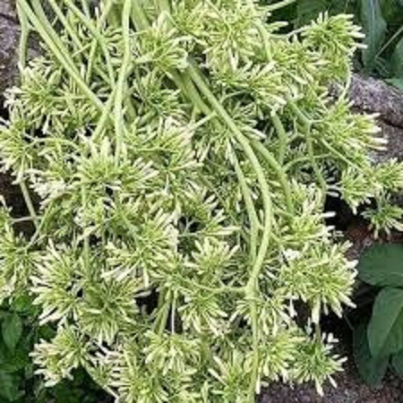 Hạt giống cây đu đủ đực dể trồng -gói 10 hạt(tặng kèm phân bón )