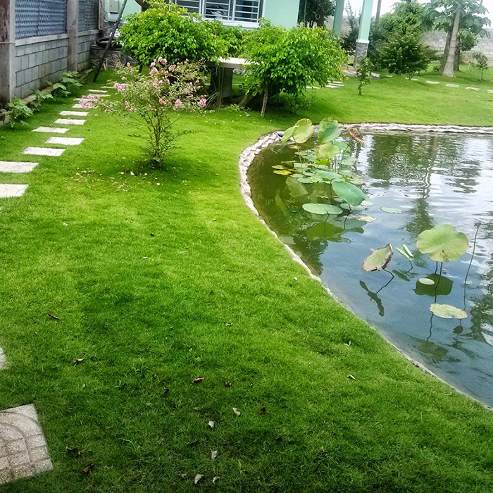 "Gói 100 Hạt " Hạt Giống Cỏ Nhung Nhật