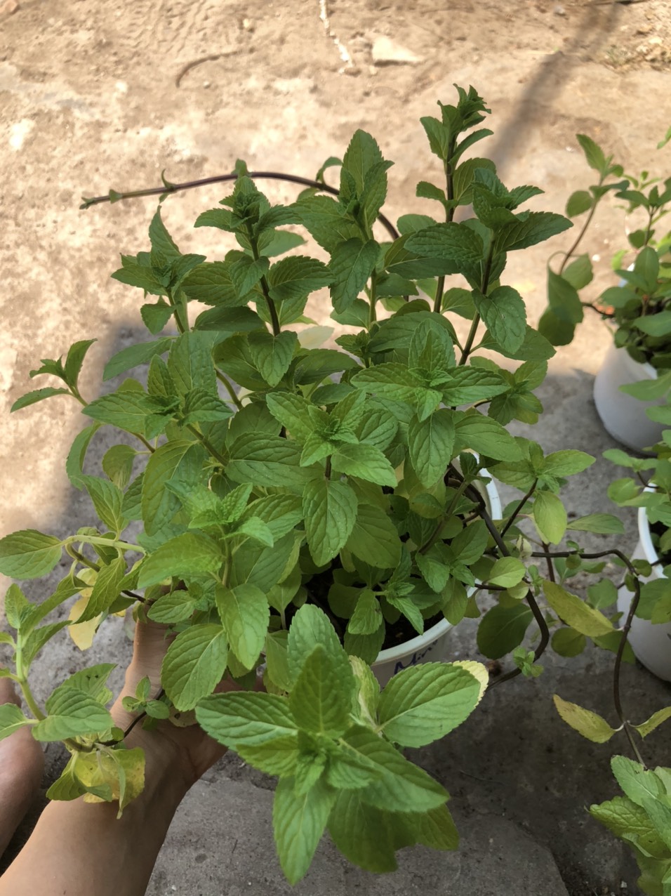 Chậu cây Bạc Hà Âu - Pepper Mint