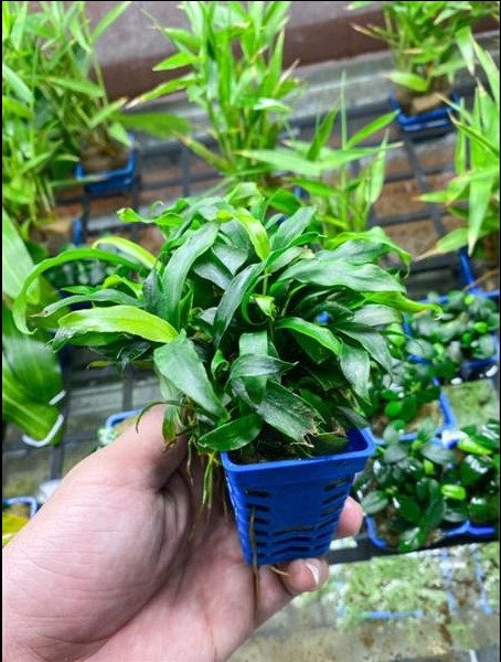 CÂY THỦY SINH RÁY LƯỠI HỔ